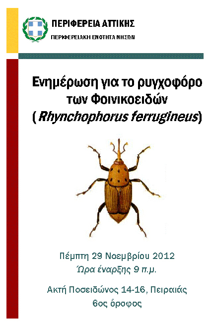 Rhynchophorus ferrugineus2