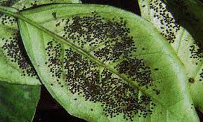 Aleurocanthus spiniferus