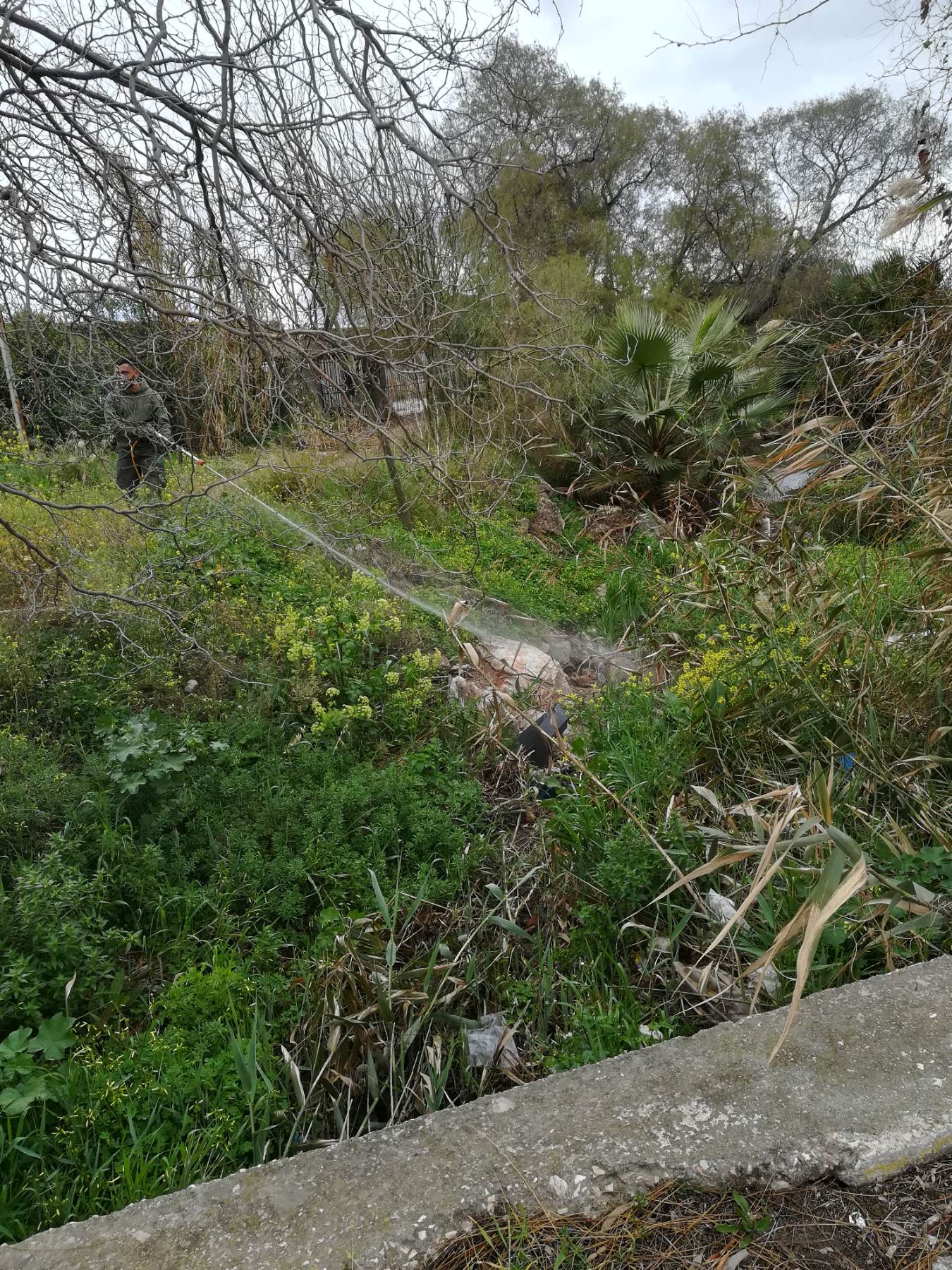 230317_dt_kounoupia_DT_photo