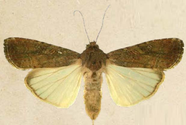 240319_SPODOPTERA_FRUGIPERDA1