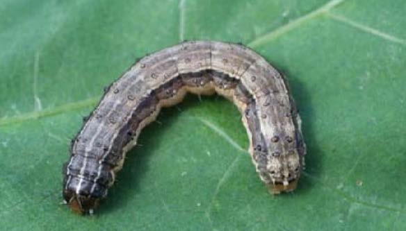 240319_SPODOPTERA_FRUGIPERDA2