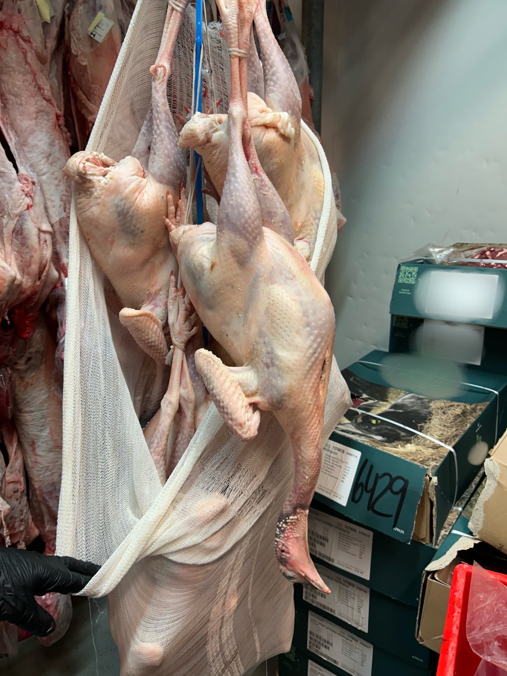 IMG_9664-1-1000x1333